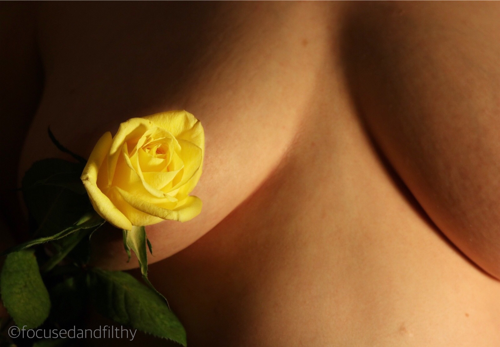 Colour photograph of a yellow rose held in front of a naked cleavage. 