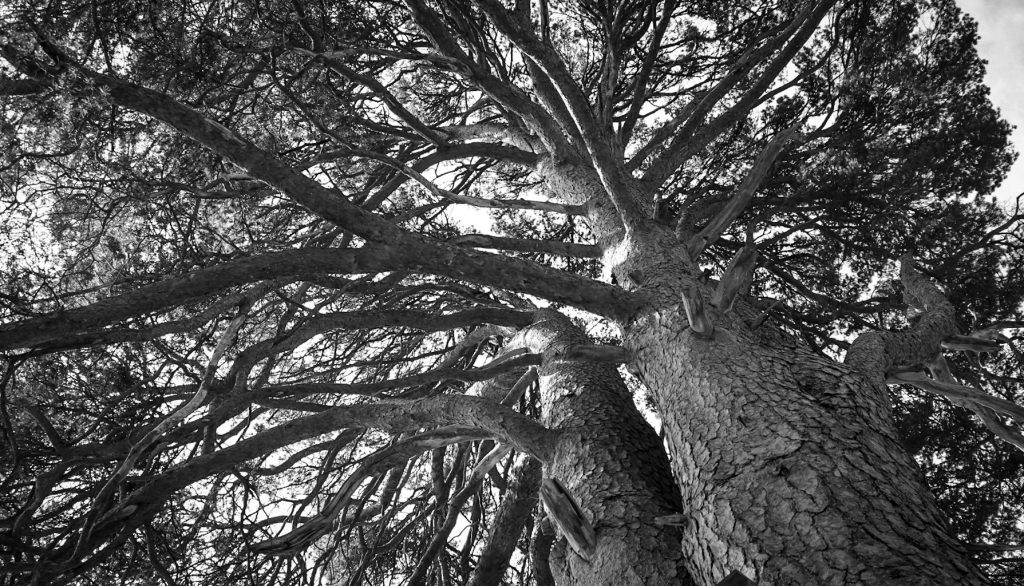 Black and white photograph looking up into a large branched tree with two thick trunks  